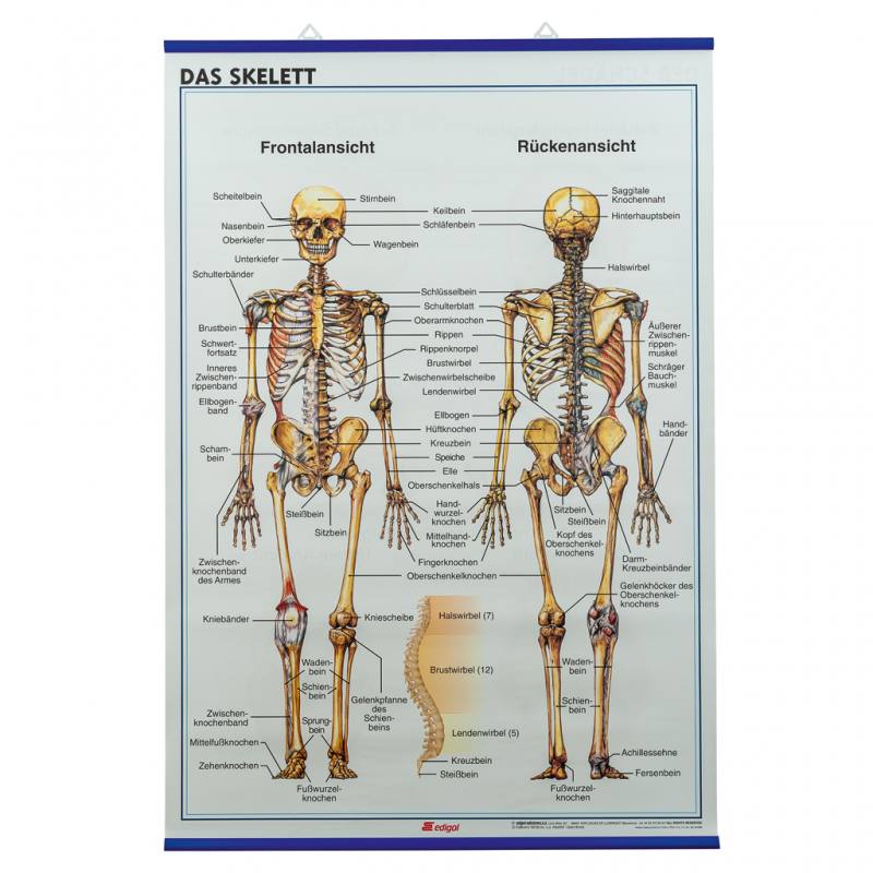 Das Skelett, Der Schädel
