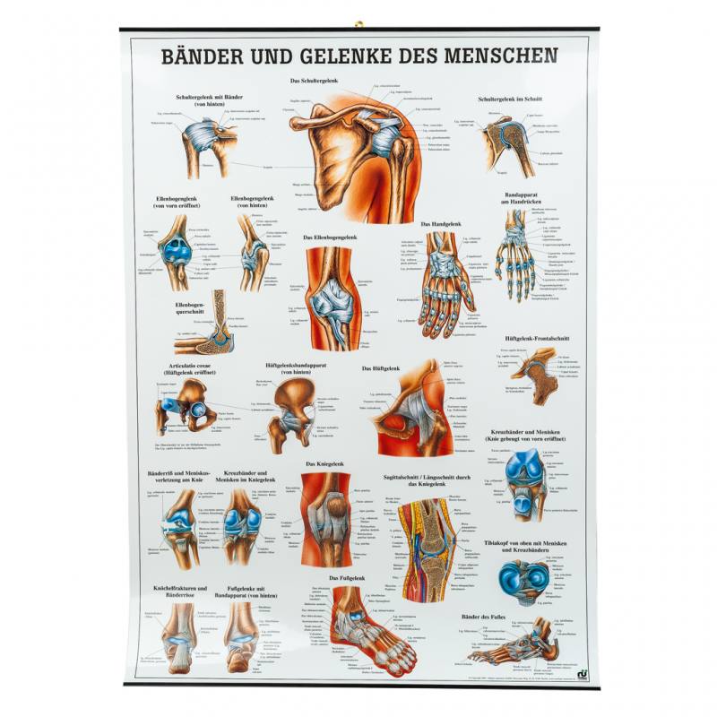 Bänder und Gelenke des Menschen