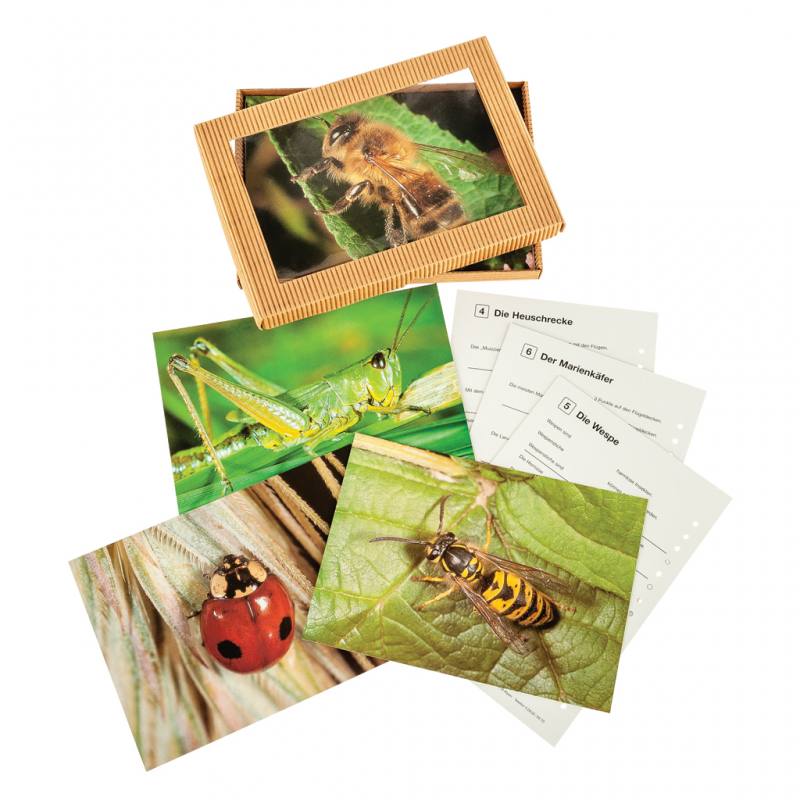 Insektenkartei