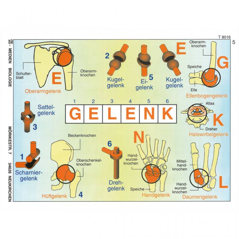 Gelenke und Gelenktypen