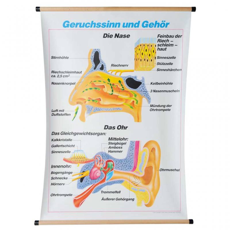 Schautafel Geruchssinn und Gehör