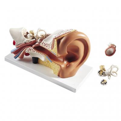 Gehörorgan – Standardmodell – 4-teilig
