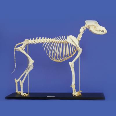 Skelett vom Hund (mittelgroß)