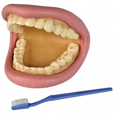 Großes Zahnpflegemodell