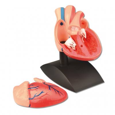 Das menschliche Herz - Modell