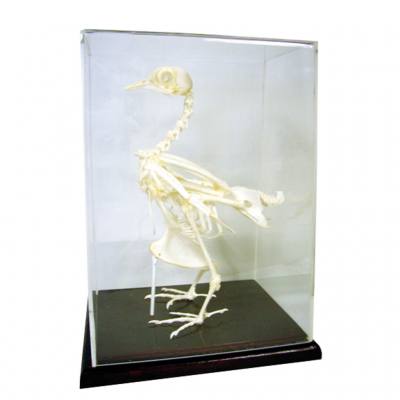 Skelett der Haustaube unter Acrylglas