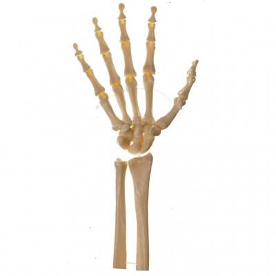 Hand-Skelett (bewegliche Gelenke)