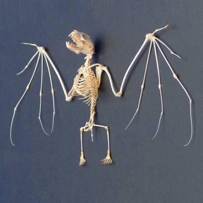Skelett der Fledermaus (nicht geschützte Art)