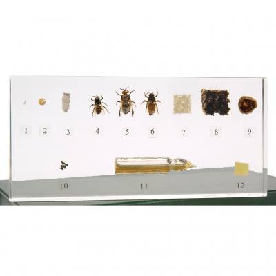 Das Leben der Honigbiene - Apis cerana
