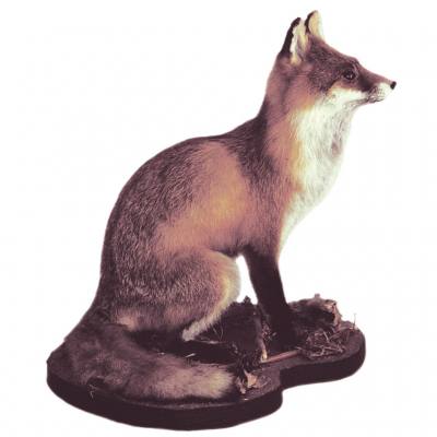 Ganzpräparat Fuchs