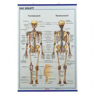 Das Skelett, Der Schädel