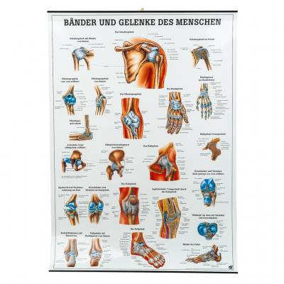 Bänder und Gelenke des Menschen