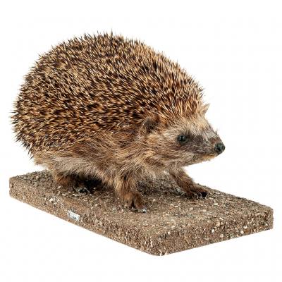 Ganzpräparat Igel