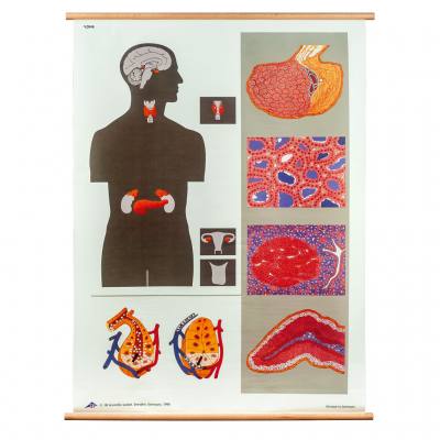 Endokrine Drüsen - mit Holzbestäbung