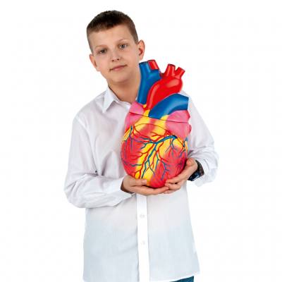 Riesen-Herzmodell