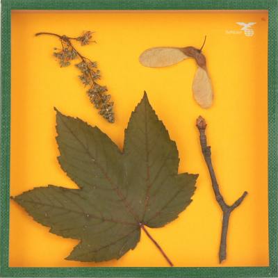 Naturmodell vom Bergahorn