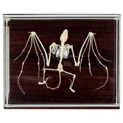 Skelett der Fledermaus (nicht geschützte Art)