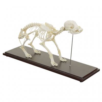 Skelett vom Hund (klein)