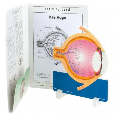 Anatomisches Modell "Das Auge"