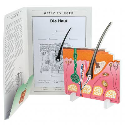 Anatomisches Modell "Die Haut"