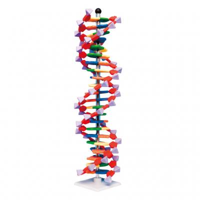 DNA-Doppelhelix-Modell, miniDNA®-Bausatz, 22 Segmente