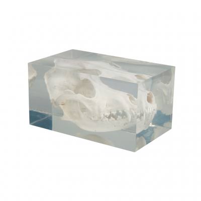 Hundeschädel, im Kunststoffblock