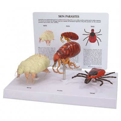 Milbe, Floh und Zecke, Modell