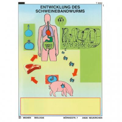 Schweinebandwurm und Spulwurm