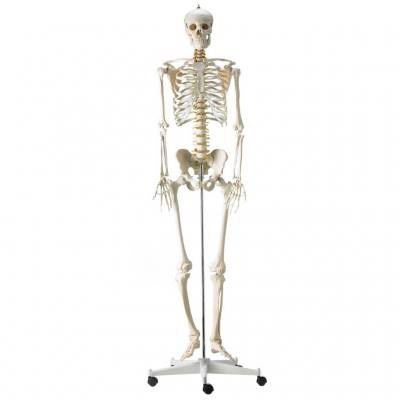 Menschliches Skelett (Standardversion)