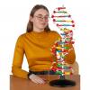 DNA-Modell groß, zerlegbar