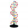 DNA-Modell groß, zerlegbar