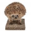 Ganzpräparat Igel