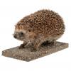 Ganzpräparat Igel