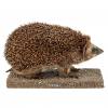 Ganzpräparat Igel