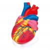 Riesen-Herzmodell