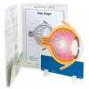 Anatomisches Modell "Das Auge"
