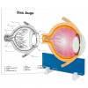 Anatomisches Modell "Das Auge"