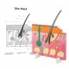 Anatomisches Modell "Die Haut"