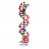 DNA-Doppelhelix-Modell, miniDNA®-Bausatz, 22 Segmente