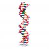 DNA-Doppelhelix-Modell, miniDNA®-Bausatz
