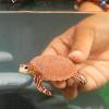 Schleich® Echte Karettschildkröte