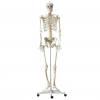 Menschliches Skelett (Standardversion)