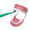 Riesen - Zahnpflegemodell