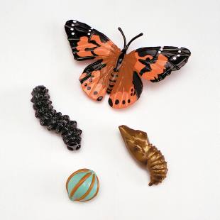 13 Stück Tierlebenszyklus Figuren | Frosch, Schmetterling, Luna-Motte | Lernspielzeug